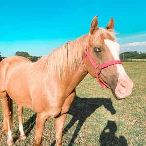 Fundraising Page: Michelle Grass